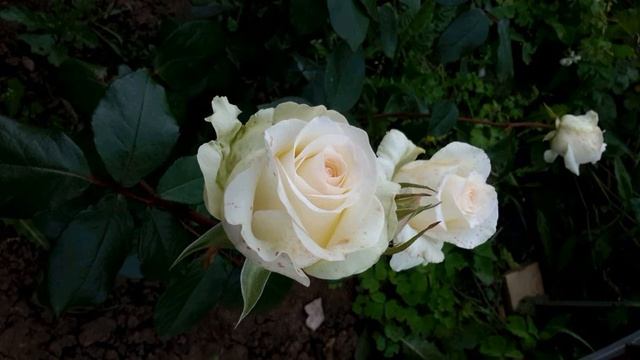 С Маршак Я прохожу по улицам твоим 1952 г #поэзия20века #стихиовойне смотреть онлайн