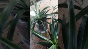 Как заставить зацвести ананас