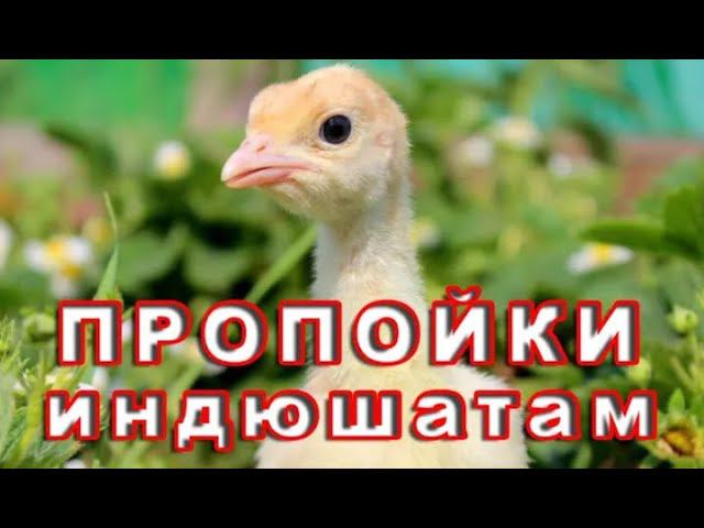 ПРОПОЙКИ ДЛЯ ИНДЮШАТ. МИФЫ о бройлерной индейке смотреть онлайн
