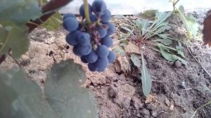 Виноград сорт Черный жемчуг против Маркетта