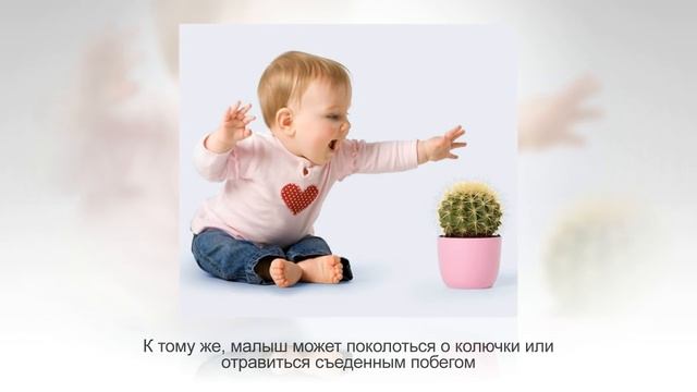 10 мест в квартире, куда ЛУЧШЕ НЕ СТАВИТЬ комнатные растения смотреть онлайн