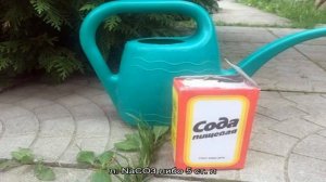 Как правильно применять соду против мучнистой росы на смородине и насколько она эффективна