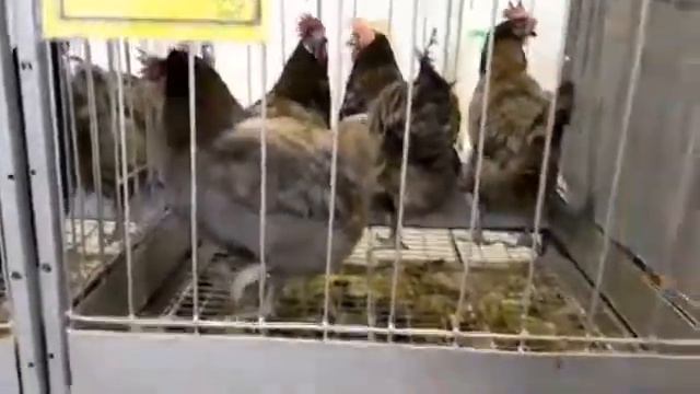 Птица на выставке АгроРусь 2010 г Санкт Петербург смотреть онлайн