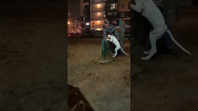 учим команду барьер #short #поденкоибиценко #поденко #podencoibicenco #dog #собака смотреть онлайн