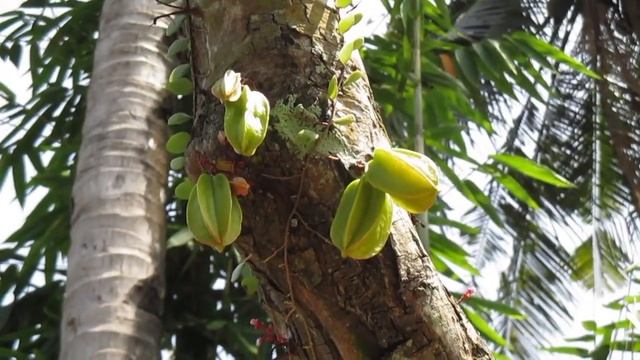 CANON IXUS 145 Video Test смотреть онлайн