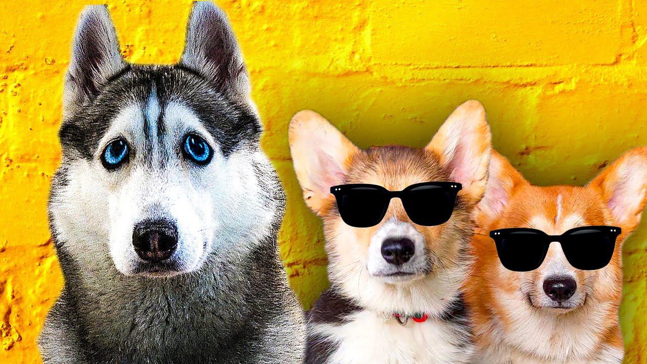 КЕКС и КОРЖИК - ИНОСТРАННЫЕ ШПИОНЫ!! (Хаски Бандит) Говорящая собака смотреть онлайн