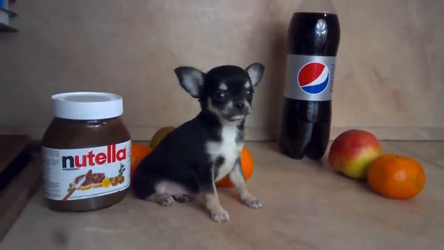 Чишка мраморная девочка