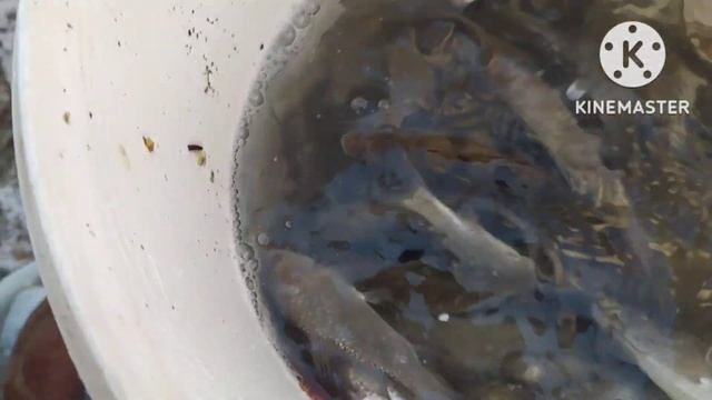 Живец для зимней рыбалки.