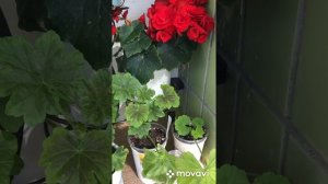 Некоторые пеларгонии зацветают Ю-Гамаюн, Occold Lagoon,April snow,Happy Though Pink и т.д