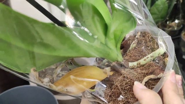 Обзор орхидей в Леруа Мерлен, м. Выхино, г. Москва#обзор#орхидеи#цветы#фаленопсис#уход смотреть онлайн