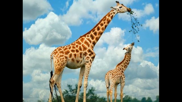 Жираф. Интересные факты про жирафа