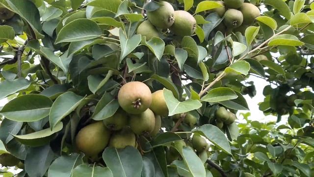 Хватит всем.Груша Северянка поспела. 30.07.21 смотреть онлайн