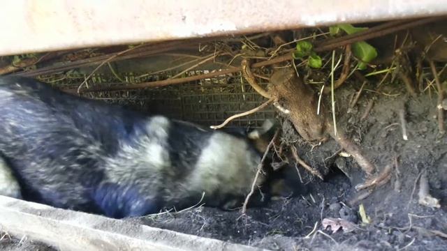 содержание хаски в домашних условиях .Husky content at home. смотреть онлайн