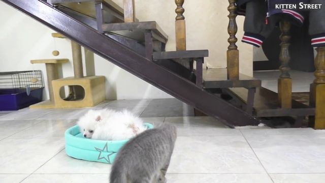 "Give me my toilet paper!" Kitten Street and puppy Puffik смотреть онлайн