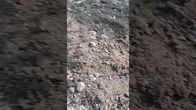 Работа на даче в начале августа. Обрезка лилий и лилейников, подготовка малины к зиме. смотреть онлайн