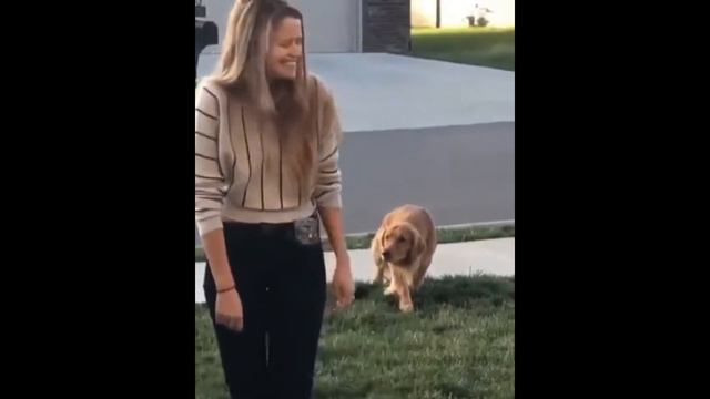 #6 СМЕШНЫЕ ЖИВОТНЫЕ ! Смотри скорее видео с животными. Там такая мимимимшность зашкаливает)))) смотреть онлайн