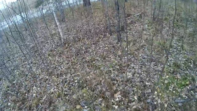 Охота. Экшн без монтажа #18. За рябчиком с манком. Первый ушедший подранок 2016. Hunting in russia смотреть онлайн