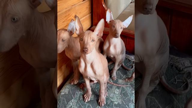 Peruvian angels/ i-litter смотреть онлайн