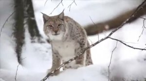 Рысь в дикой природе