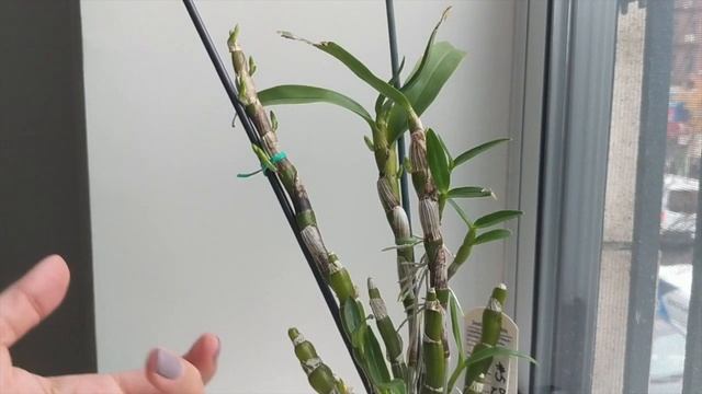 Dendrobium Nobile Care & Culture | Removing Keiki’s and Getting these Orchids to Bloom! смотреть онлайн