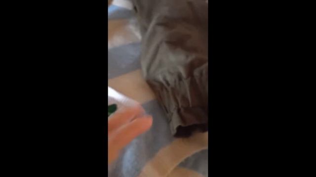 MY BIRTHDAY BIG VLOG//ПОДАРКИ,отмечаю др с друзьями,др лп,3 ДНЯ ПОДРЯД ВЛОГ🤪🤩 смотреть онлайн