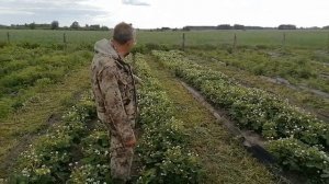 Клубника Вивара. Ремонтантный сорт