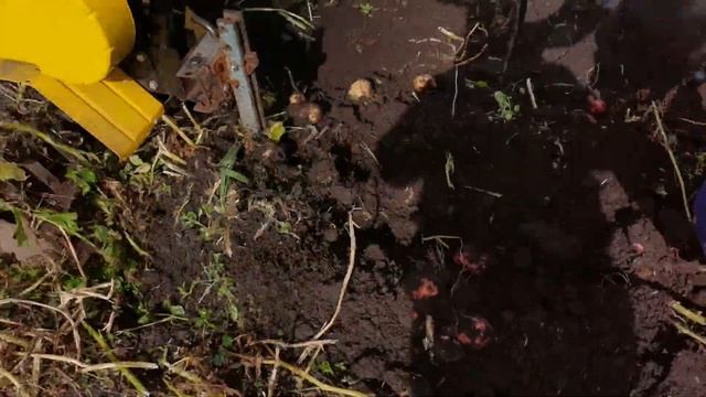 Копаем картошку на заброшенном участке - хороший урожай! смотреть онлайн