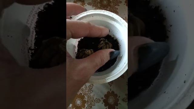 Посадка ранункулюса. #ранункулюс#лютик#садимранункулюс#рассада#цветы смотреть онлайн