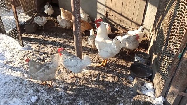 ПЕРЕЕХАЛИ НА КУБАНЬ.  ТЮЛЬПАН ПРОКЛЮНУЛСЯ. ВОЗИ, ПОКА НЕ РАСТАЯЛ. БОНЯ И ЧЕРЕПАХА.