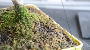 Как правильно выращивать МОХ на БОНСАЙ. 4 основных правила выращивания красивого мха