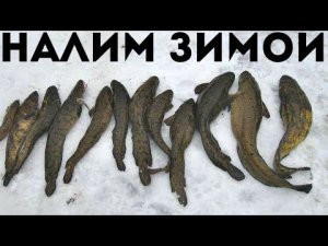 Как ловить налима зимой и по многу? Этой информации нет в интернете!
