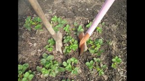 Надежный способ пересадки клубники весной