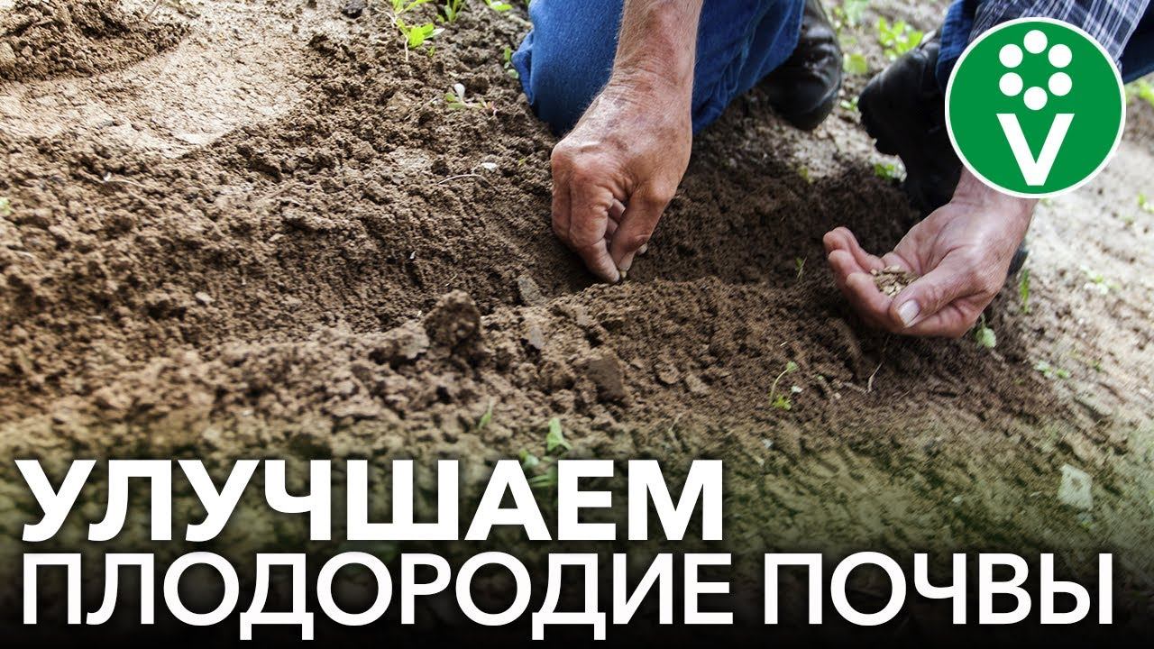 КАК СДЕЛАТЬ ПОЧВУ ПЛОДОРОДНОЙ БЕЗ НАВОЗА И УДОБРЕНИЙ? смотреть онлайн