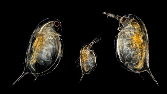 Что можно увидеть в воде под микроскопом (HD) смотреть онлайн