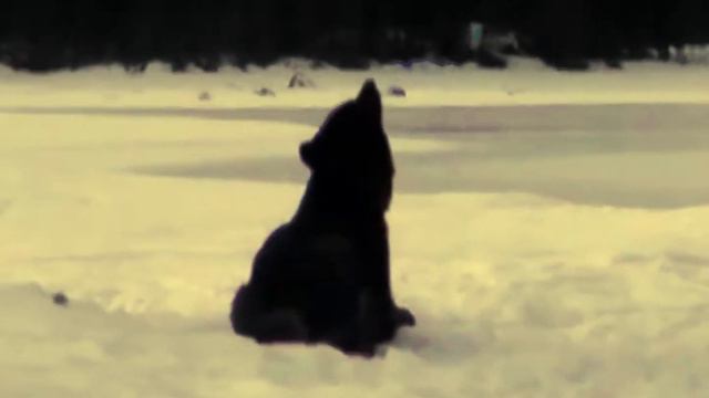 Руставели "АКЕЛА" (unofficial fan video) смотреть онлайн