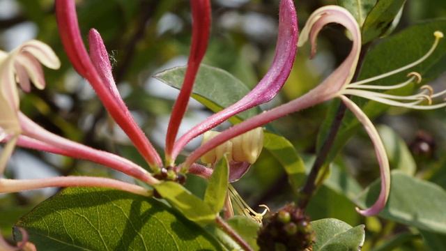 Христос придёт для ожидающих Его смотреть онлайн