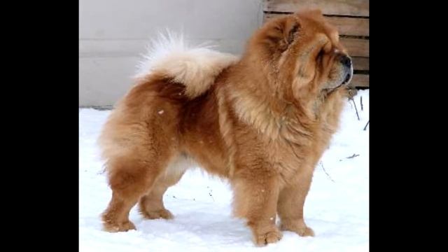 Порода собак Чау-чау смотреть онлайн