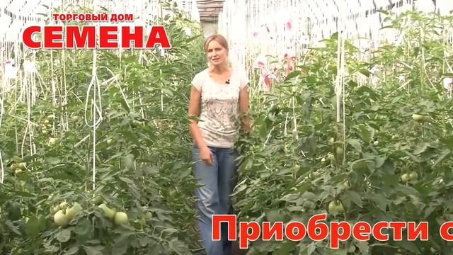 Томаты. Семена компании Гавриш смотреть онлайн