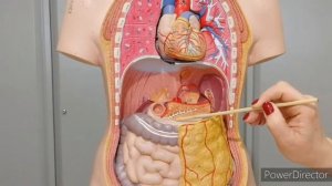 Топография и строение поджелудочной железы