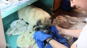 мопс фиона роды 2021 полная версия без монтажа