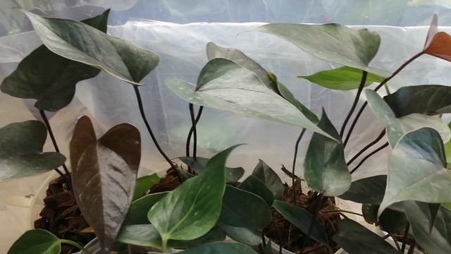 Антуриум, уход в теплички, за детками, за деленками. смотреть онлайн