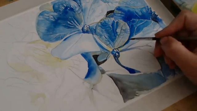 Рисуем гортензию акварелью. Draw a hydrangea watercolor. смотреть онлайн
