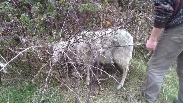 World's Biggest Carnivorous Plant Catches Whole Sheep!