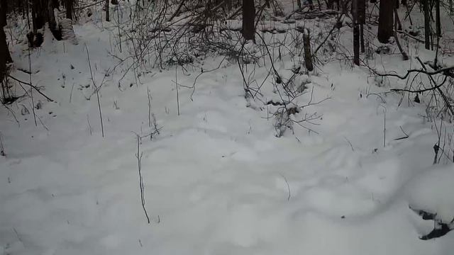 Удачная проверка капканов на соболя, охота на лося( Первая часть) смотреть онлайн