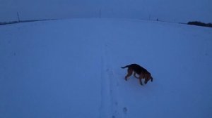 НАТАСКА ГОНЧЕЙ на зайца, дрессировка собак и подготовка к заячьей охоте