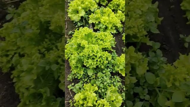 как избавиться от горечи в салате смотреть онлайн