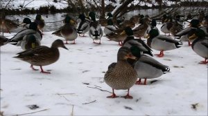 А утки - кря, кря, кря.