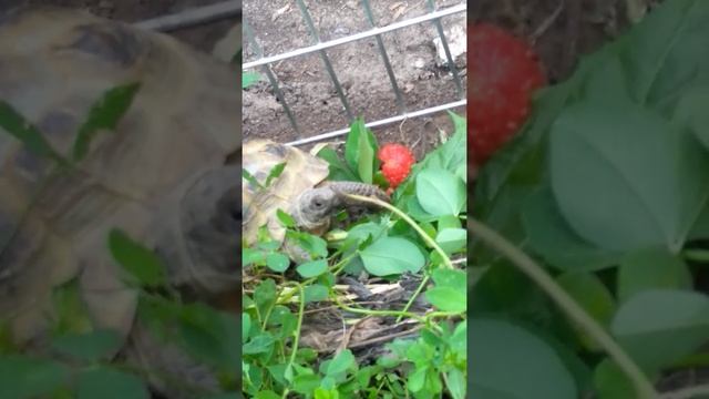 Степная черепашка. смотреть онлайн