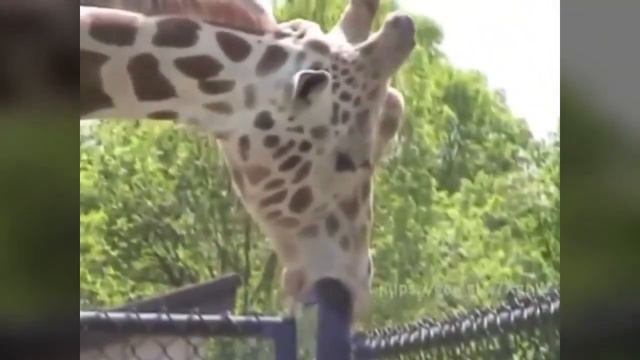 SASHA GREY СОСЕТ COUB смотреть онлайн