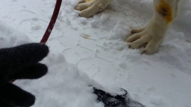 Команда "ИСКАТЬ РУКАВИЦУ" смотреть онлайн